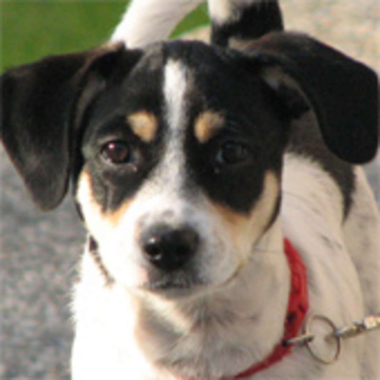 mio ritratto a 8 mesi mio ritratto a 8 mesi